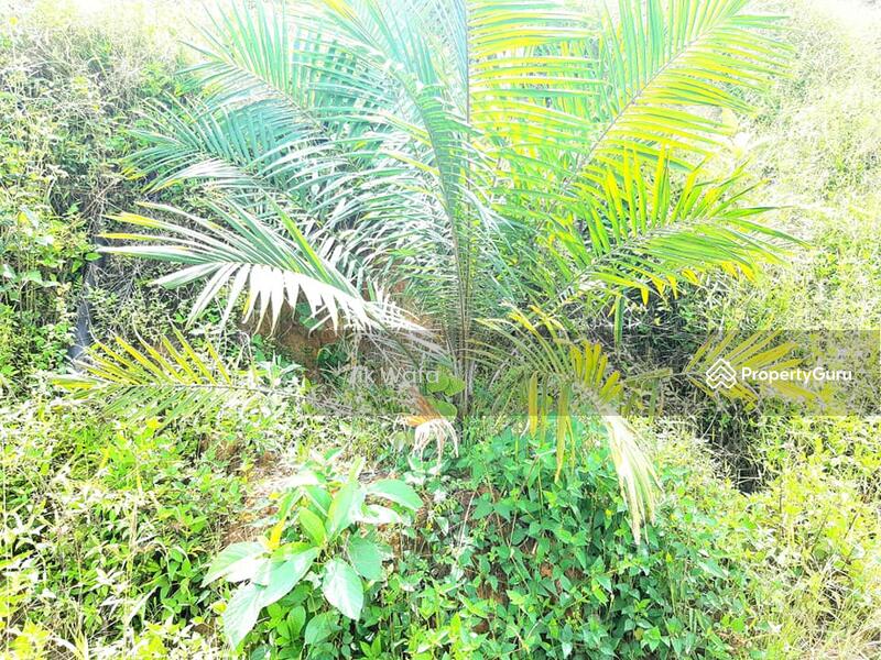 For Sale - 955 ac non bumi plantation in Sg Siput