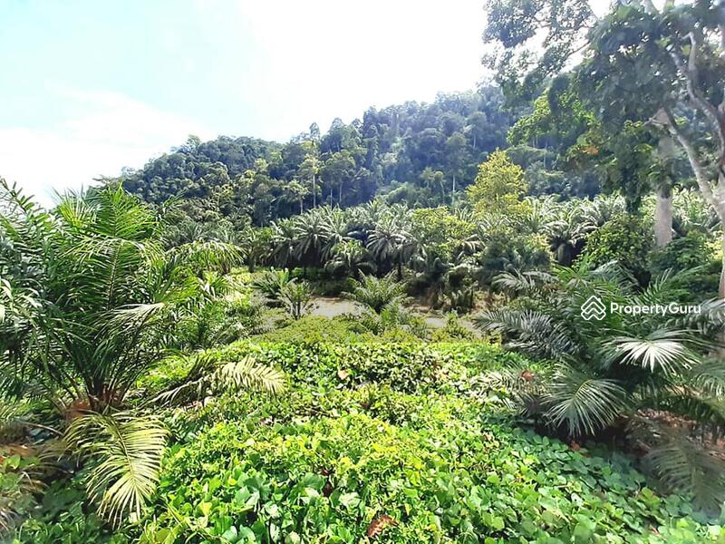 For Sale - 955 ac non bumi plantation in Sg Siput