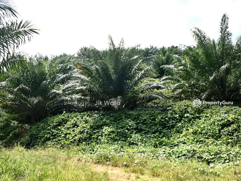 For Sale - 955 ac non bumi plantation in Sg Siput