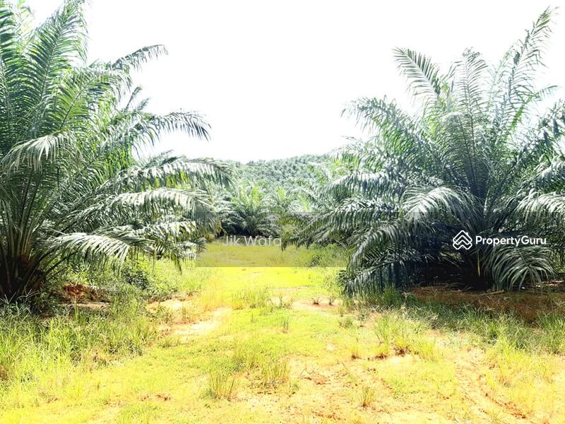 For Sale - 955 ac non bumi plantation in Sg Siput