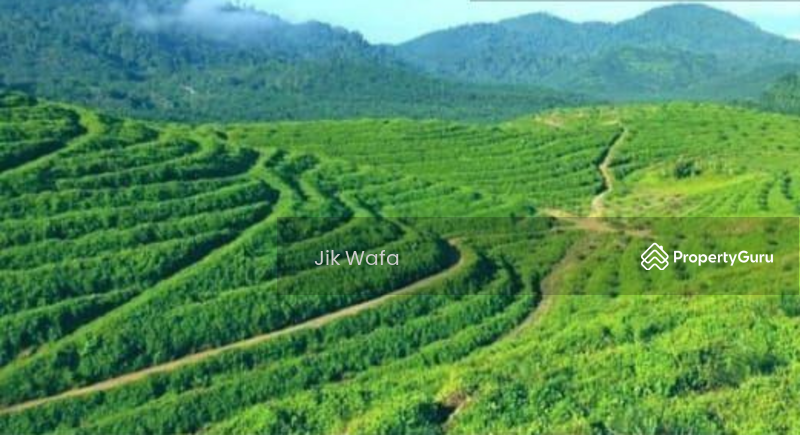 For Sale - 955 ac non bumi plantation in Sg Siput
