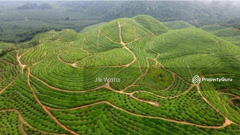 For Sale - 955 ac non bumi plantation in Sg Siput