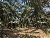 For Sale - 1774 acres oil palm plantation in Kuala Rompin Pah