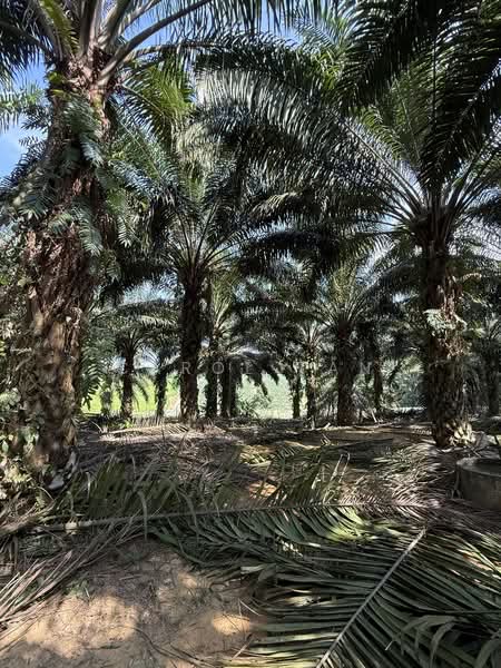 Agriculture land at Senai untuk Untuk Dijual - RM 8,659,728, Mac 2026 - PropertyGuru.com.my