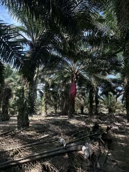 Agriculture land at Senai untuk Untuk Dijual - RM 8,659,728, Mac 2026 - PropertyGuru.com.my