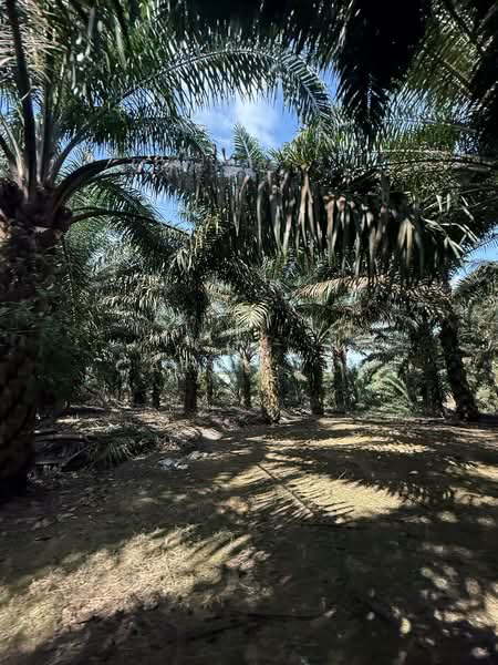 Agriculture land at Senai untuk Untuk Dijual - RM 8,659,728, Mac 2026 - PropertyGuru.com.my