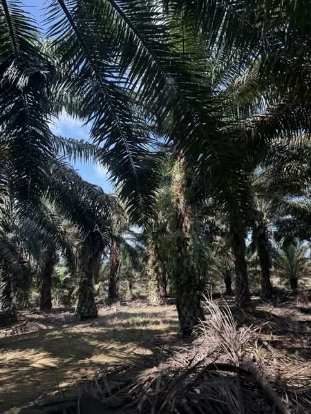 Agriculture land at Senai untuk Untuk Dijual - RM 8,659,728, Mac 2026 - PropertyGuru.com.my