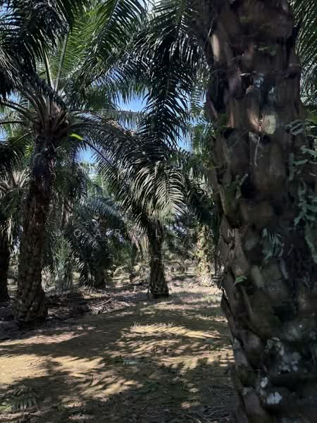 Agriculture land at Senai untuk Untuk Dijual - RM 8,659,728, Mac 2026 - PropertyGuru.com.my