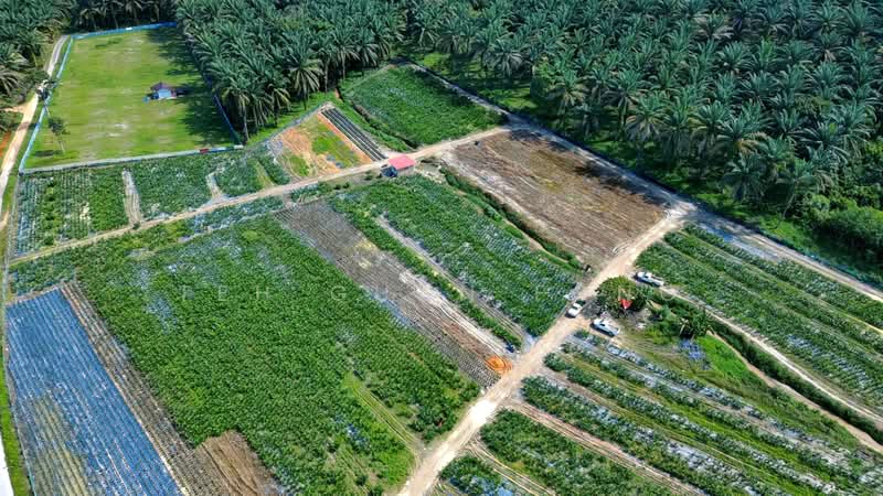 Agricultural Land for Sale in Sungai Kecil (Nibong Tebal) - Teh Guan Fong - Exterior - PropertyGuru.com.my