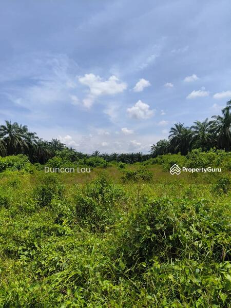 For Sale - Olak Lempik