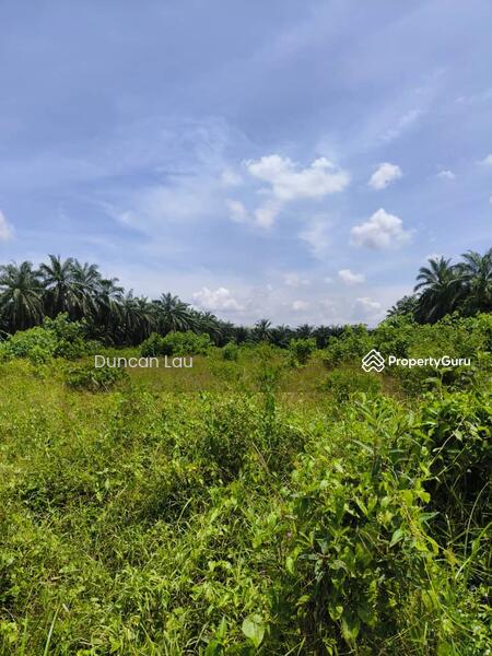 For Sale - Olak Lempik