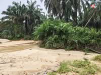 For Sale - 11.62 acre Agricultural land | Palm oil Plantation | Selama | Perak RM2.30 psf