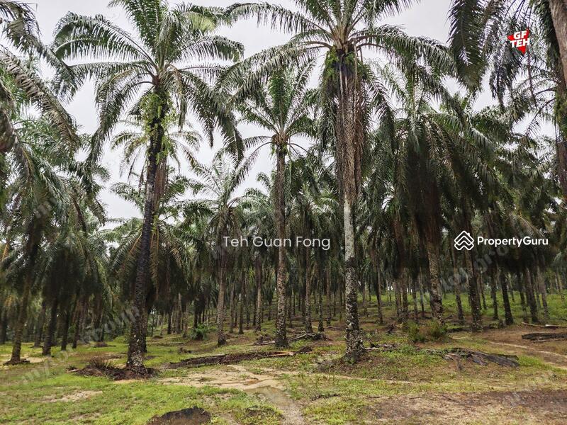 Agricultural Land for Sale in Kampung Kubu Gajah (Selama) - Teh Guan Fong - PropertyGuru.com.my