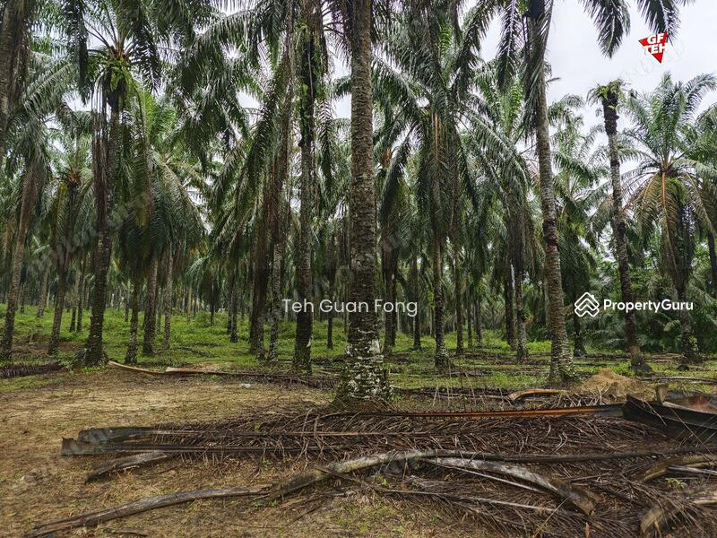 Agricultural Land for Sale in Kampung Kubu Gajah (Selama) - Teh Guan Fong - PropertyGuru.com.my