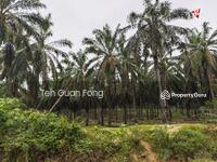 For Sale - 11.62 acres Agricultural land | Palm oil Plantation | Selama | Perak