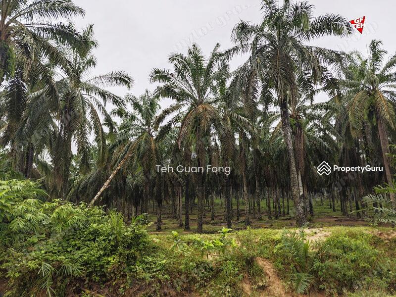 Agricultural Land for Sale in Kampung Kubu Gajah (Selama) - Teh Guan Fong - PropertyGuru.com.my