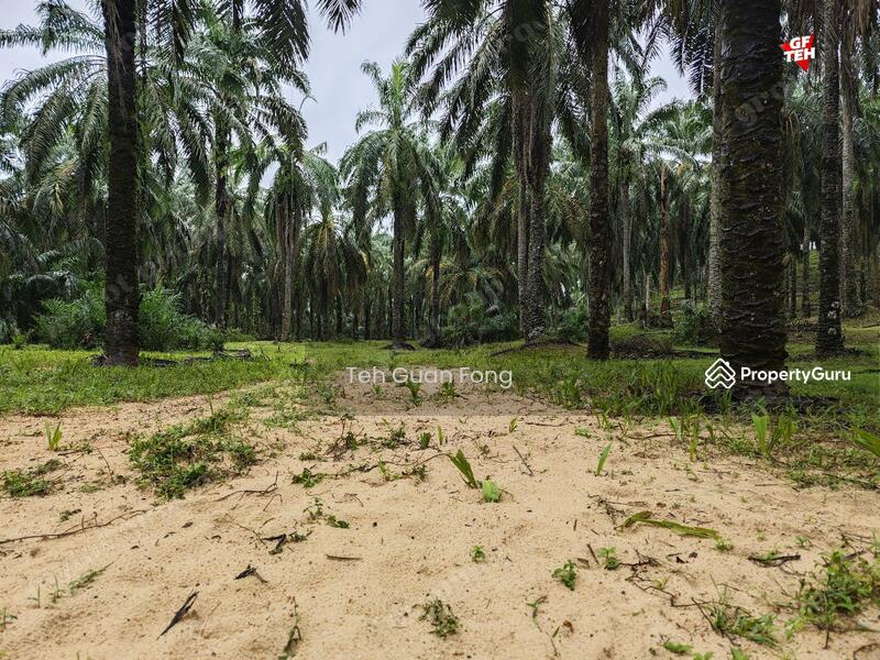 Agricultural Land for Sale in Kampung Kubu Gajah (Selama) - Teh Guan Fong - PropertyGuru.com.my