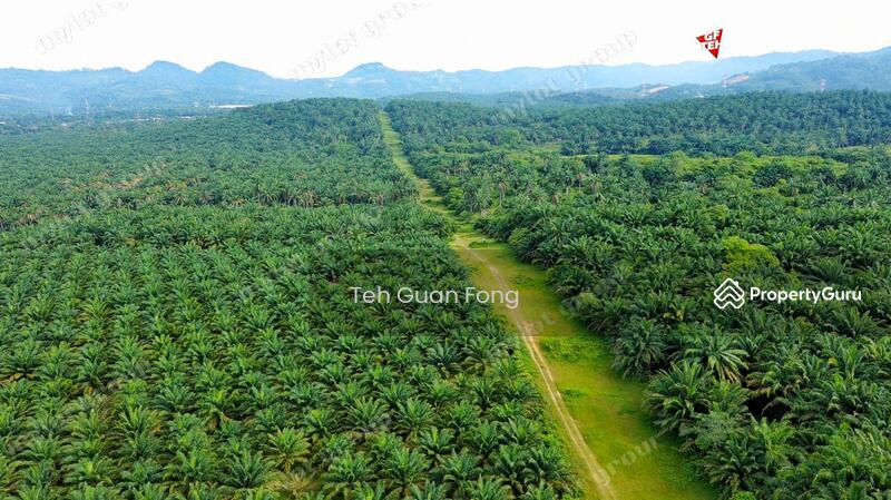 Tanah Pertanian untuk Dijual di Kampung Jawi (Sungai Jawi) - Teh Guan Fong - PropertyGuru.com.my