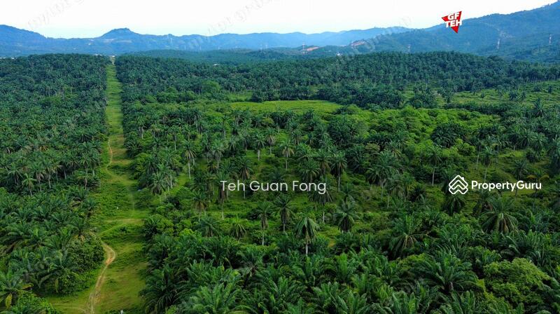 Tanah Pertanian untuk Dijual di Kampung Jawi (Sungai Jawi) - Teh Guan Fong - PropertyGuru.com.my