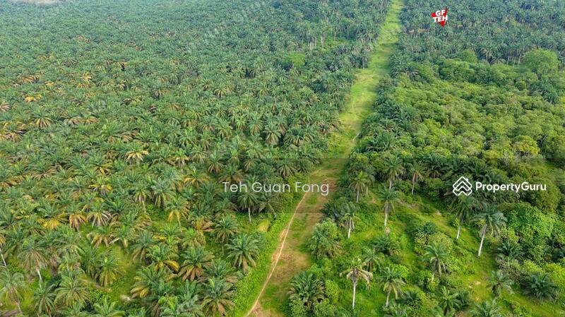 Tanah Pertanian untuk Dijual di Kampung Jawi (Sungai Jawi) - Teh Guan Fong - PropertyGuru.com.my
