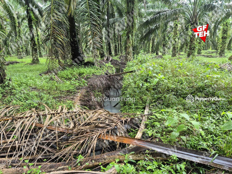 Tanah Pertanian untuk Dijual di Kampung Sungai Dendang (Selama) - Teh Guan Fong - PropertyGuru.com.my