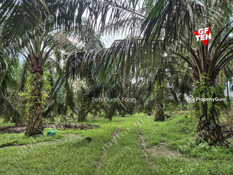 Tanah Pertanian untuk Dijual di Kampung Sungai Dendang (Selama) - Teh Guan Fong - PropertyGuru.com.my