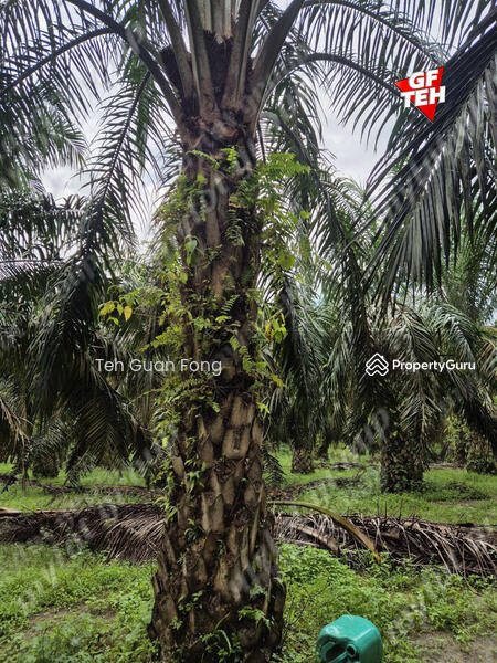 Tanah Pertanian untuk Dijual di Kampung Sungai Dendang (Selama) - Teh Guan Fong - PropertyGuru.com.my