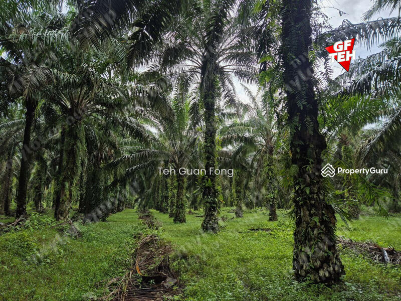 Tanah Pertanian untuk Dijual di Kampung Sungai Dendang (Selama) - Teh Guan Fong - PropertyGuru.com.my