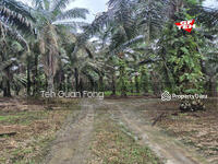 For Sale - Road to Agricultural Land | 8-12 years Oil palm trees | Selama | Perak b