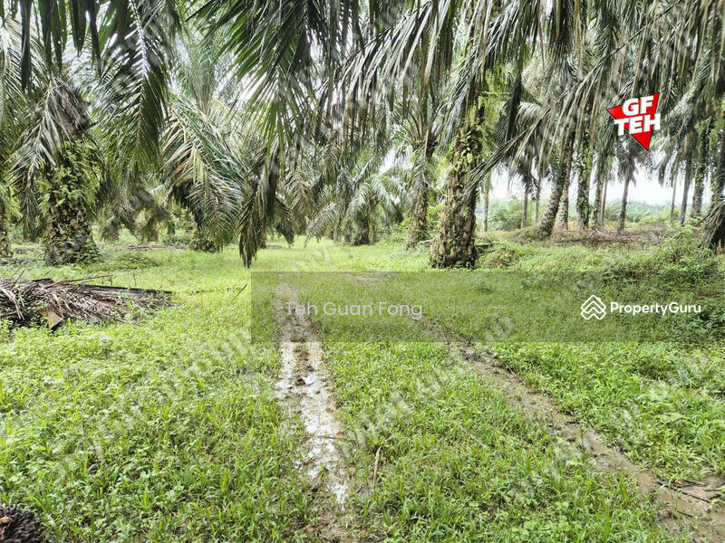 Tanah Pertanian untuk Dijual di Kampung Sungai Dendang (Selama) - Teh Guan Fong - PropertyGuru.com.my