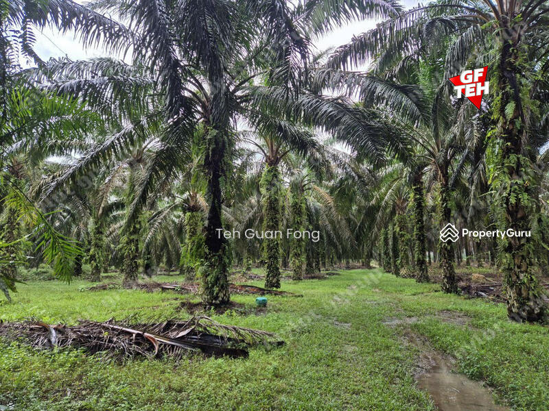 Tanah Pertanian untuk Dijual di Kampung Sungai Dendang (Selama) - Teh Guan Fong - PropertyGuru.com.my