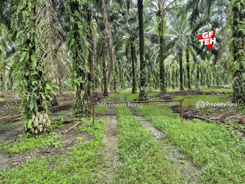 Tanah Pertanian untuk Dijual di Kampung Sungai Dendang (Selama) - Teh Guan Fong - PropertyGuru.com.my