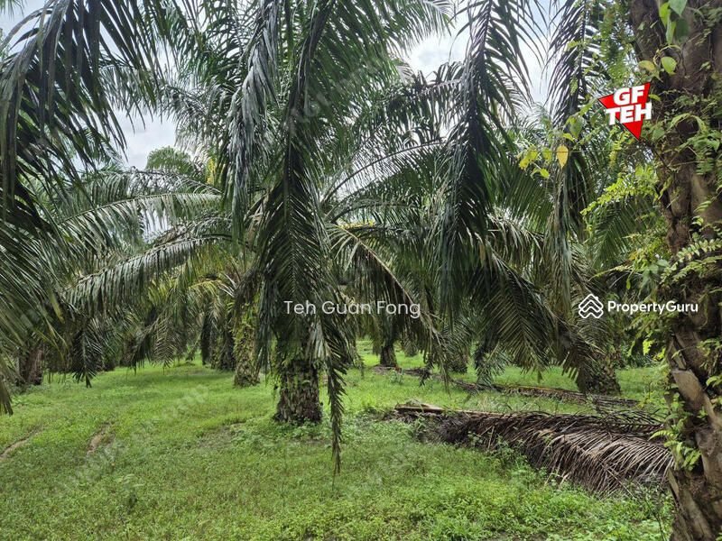 Tanah Pertanian untuk Dijual di Kampung Sungai Dendang (Selama) - Teh Guan Fong - PropertyGuru.com.my