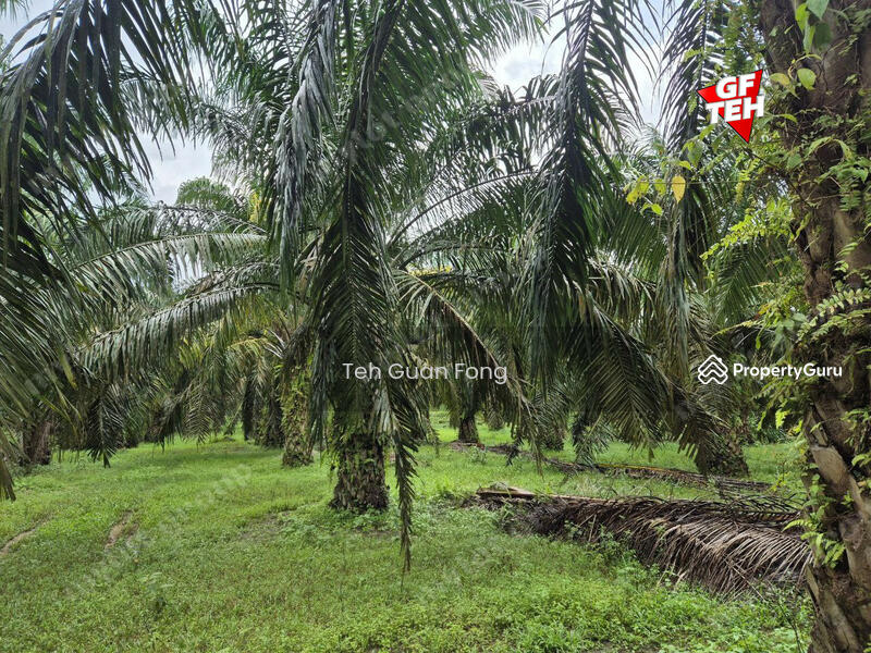 Tanah Pertanian untuk Dijual di Kampung Sungai Dendang (Selama) - Teh Guan Fong - PropertyGuru.com.my
