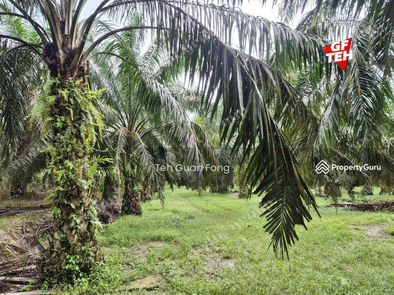 Tanah Pertanian untuk Dijual di Kampung Sungai Dendang (Selama) - Teh Guan Fong - PropertyGuru.com.my
