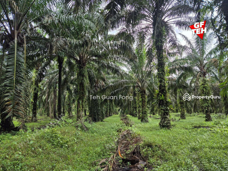 Tanah Pertanian untuk Dijual di Kampung Sungai Dendang (Selama) - Teh Guan Fong - PropertyGuru.com.my