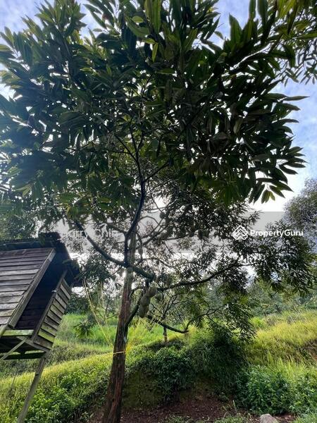 Untuk Dijual - 9 Acres Mature 10+ years Musang king,Black Torn Durian Farm