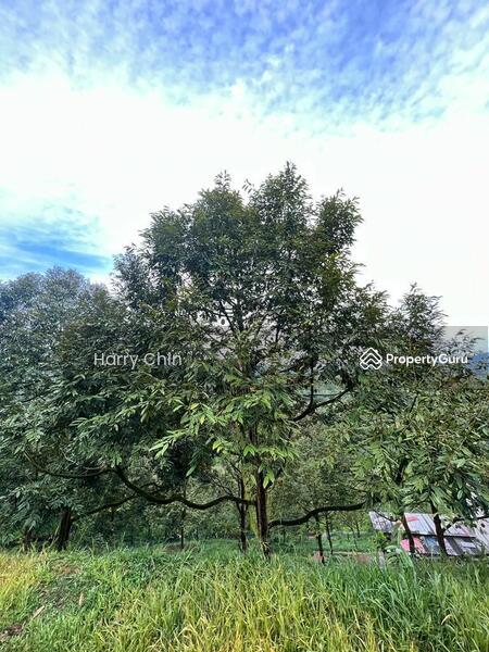 Untuk Dijual - 9 Acres Mature 10+ years Musang king,Black Torn Durian Farm