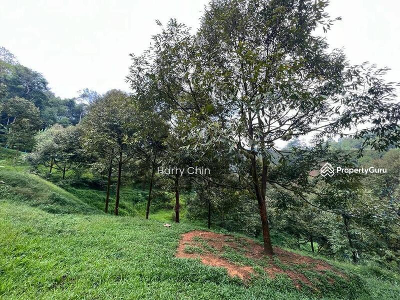 Untuk Dijual - 9 Acres Mature 10+ years Musang king,Black Torn Durian Farm