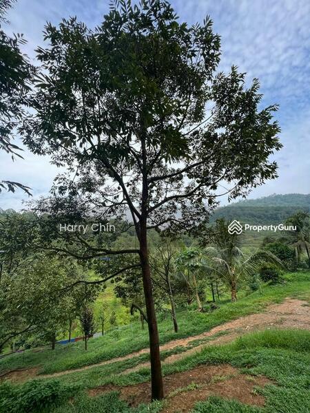 Untuk Dijual - 9 Acres Mature 10+ years Musang king,Black Torn Durian Farm