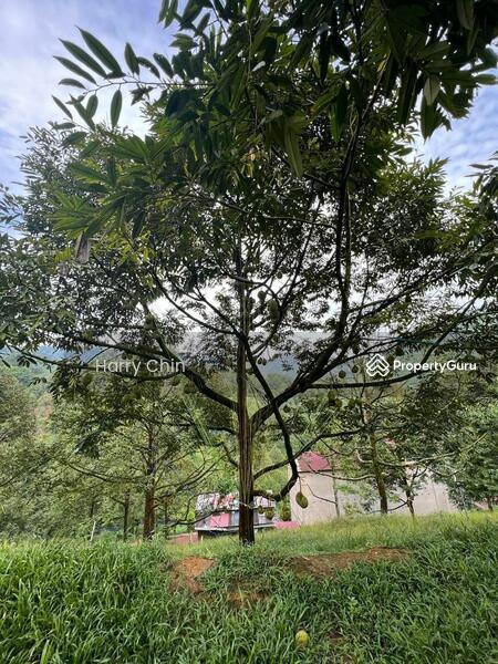 Untuk Dijual - 9 Acres Mature 10+ years Musang king,Black Torn Durian Farm