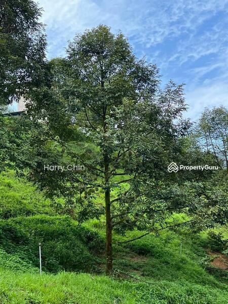 Untuk Dijual - 9 Acres Mature 10+ years Musang king,Black Torn Durian Farm
