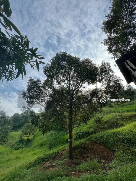 Untuk Dijual - 9 Acres Mature 10+ years Musang king,Black Torn Durian Farm