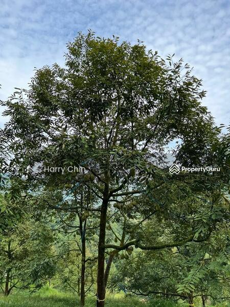 Untuk Dijual - 9 Acres Mature 10+ years Musang king,Black Torn Durian Farm