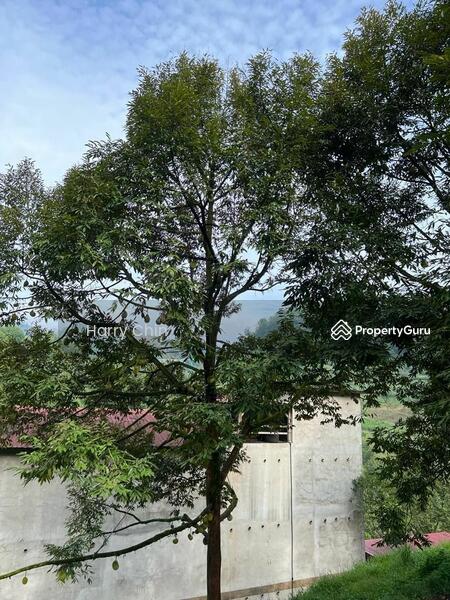 Untuk Dijual - 9 Acres Mature 10+ years Musang king,Black Torn Durian Farm