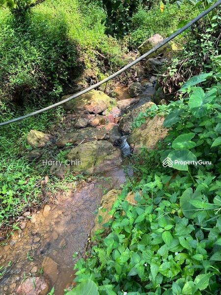 Untuk Dijual - 9 Acres Mature 10+ years Musang king,Black Torn Durian Farm