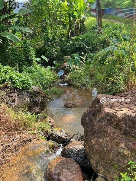 Untuk Dijual - 9 Acres Mature 10+ years Musang king,Black Torn Durian Farm