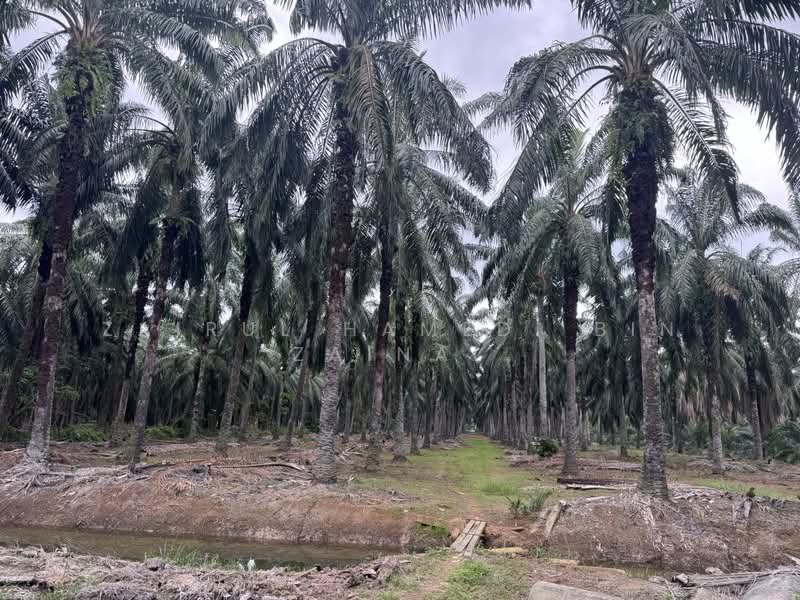 Agricultural Land for Sale in Ijok Batu 8 (Ijok) - Zairul Hamedi Bin Zainal - PropertyGuru.com.my
