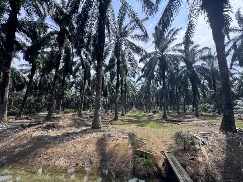 Agricultural Land for Sale in Ijok Batu 8 (Ijok) - Zairul Hamedi Bin Zainal - PropertyGuru.com.my