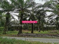 For Sale - Arigculture Land At Kuala Nerang ,Kedah For Sale